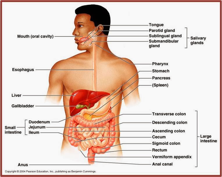 makalah anatomi fisiologi sistem pencernaan